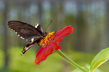 Fototapeta premium A brown butterfly perched on a red zinnia flower, with a plant background and bright sunlight, copy space