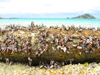 Fototapeta premium Gooseneck / goose barnacles (Pedunculata) on flotsam wooden log on the beach, Torres Strait, Australia.