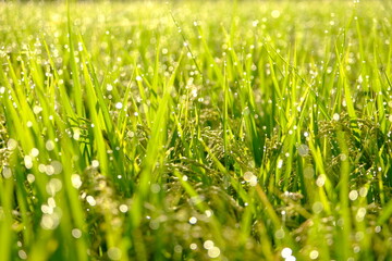 Obraz premium 草, 自然, 芝, 野原, 植える, とぶ, サマータイム, 牧草地, しずく, モーニング, 伸び, 庭, 緑, 包囲, 新鮮, アウトドア, マクロ, 水, 質感, アップ, 新鮮さ, 湿気, 滴, 色, アップ.コピースペース 