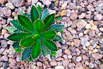 Green succulent / cactus plant isolated on background of coarse red lava stones, offset with space...