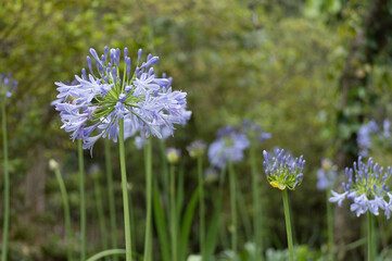 flowers on a field