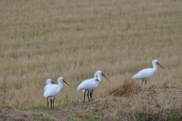 ヘラサギとクロツラヘラサギの群（鹿児島県・出水市）

