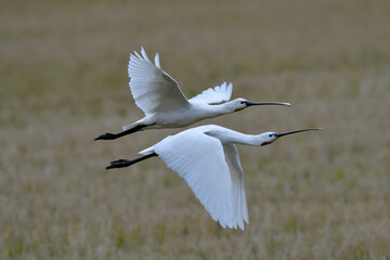 飛び立つヘラサギ（鹿児島県・出水市）
