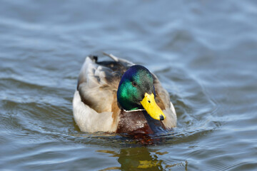 マガモの雄（北海道・小清水町）
