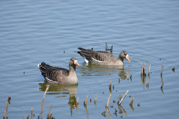 湖を泳ぐマガン（北海道・美唄市）
