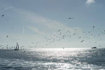 seagulls on the beach