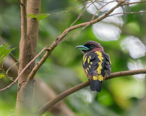 Banded Broadbill perching eye level on tree branch