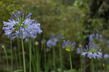 flowers in the field