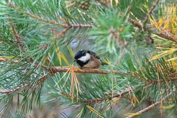 Coal tit (Periparus ater) perches in the Caledonian pine forest, Cairngorms, Scotland