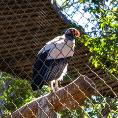 bird with black and white feathers at the zoo