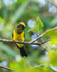 Sultan Tit perching eye level on tree branch