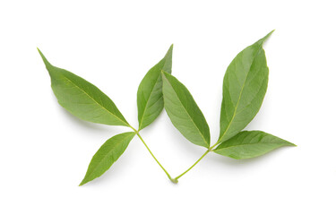 Green leaves isolated on white