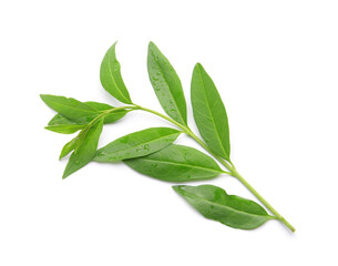 Branch with green leaves isolated on white