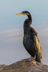 Australasian Darter bird by the water