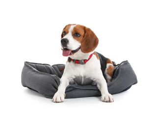 Cute Beagle dog lying in pet bed on white background