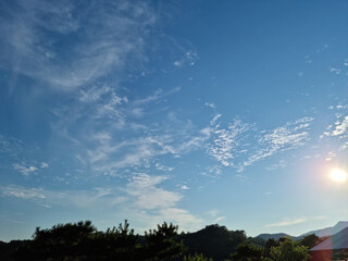 Pink cosmos blooming in autumn