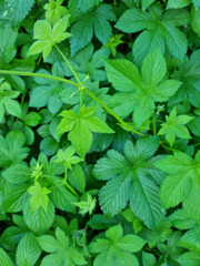 close up Humulus japonicus leaves.