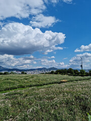 Fototapeta na wymiar Sky park landscape with reed fields.