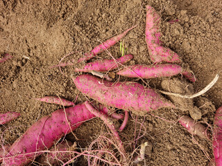 Korean sweet potato harvest with native soil background.