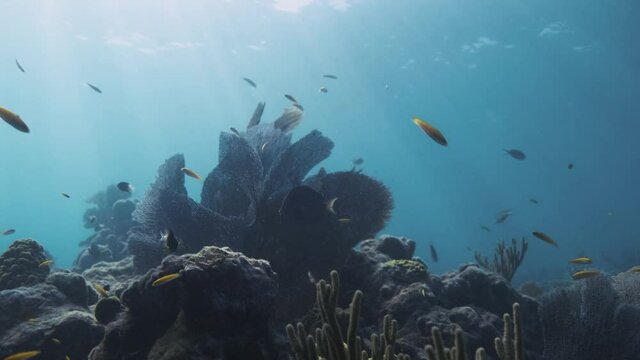 A coral reef with plenty of different fishes swimming around