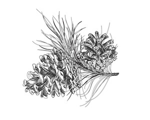 Hand drawn sketch black and white of pinecone branch. Vector illustration of fir cone. Elements in graphic style label, card, sticker, menu, package. Engraved style illustration.