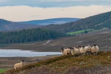 Group of Scottish blackface sheep pose in front of mountains and loch landscape, Cairngorms,...