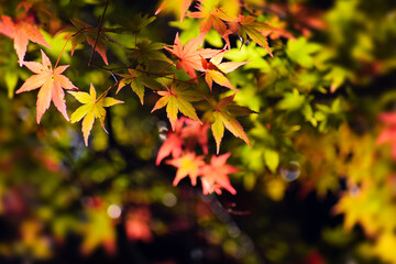 彩り豊かなモミジの葉