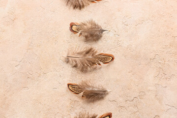 Beautiful pheasant feathers on beige background