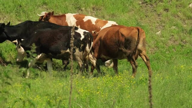 Herd of spotted cows going on pasture