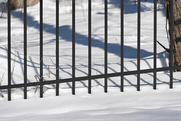 Steel Fence and Shadow