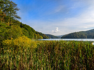 Reeds growing in front of northern lake in the Plitvice Lake region of Croatia.