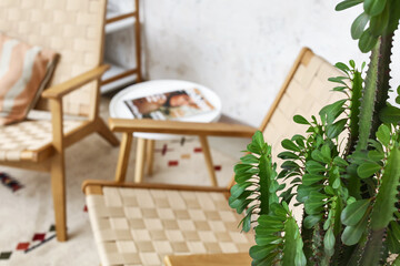 Green cactus in living room, closeup