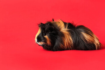 Cute guinea pig on red background