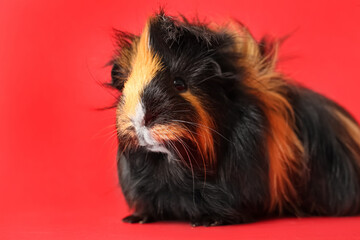 Cute guinea pig on red background