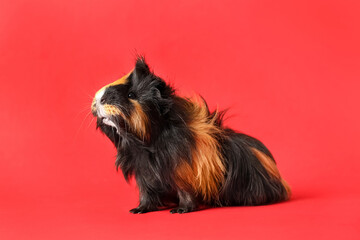 Cute guinea pig on red background