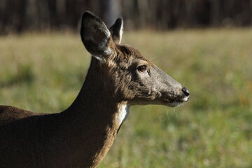Gros plan d'un Cerf de Virginie avec en arrière-plan les couleurs automnales