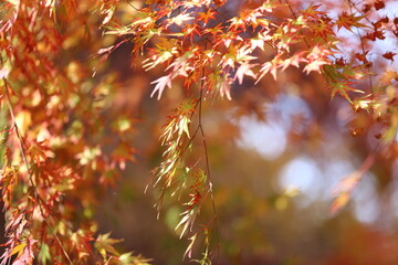 Wonderful autumn maple tree in Korea