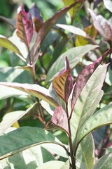 Caricature plant in nature garden