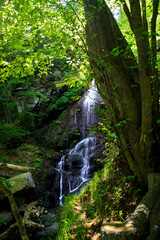 Obraz premium 留春の滝