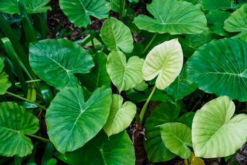 Tropical Green Leaves -- large leaves growing close to ground in tropical underbrush