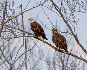 Bald Eagle Stock Photo & Image. Adult and Juvenile bird perched with a blur blue sky background in their environment and habitat surrounding and displaying beautiful brown plumage. Eagle Photo. 