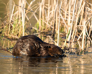 Beaver Photo Stock. close-up profile view eating tree bark of twig in the pond with blur foliage background in its environment and habitat. Image. Picture. Portrait.