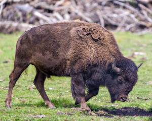 Bison Stock Photo and Image. Close-up side view walking in the field with a blur  background displaying large body and horns in its environment and habitat surrounding. Buffalo Picture.