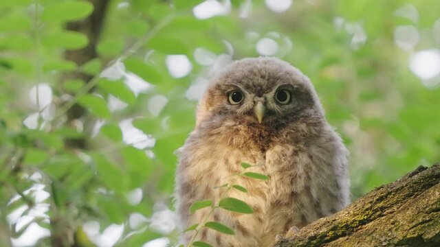 Closeup of cute soft little owl in alert sits on tree branch, looking at camera, day