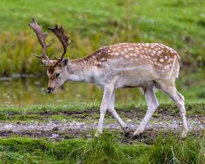 Naklejka na ściany i meble Deer Fallow Stock Photo and Image. Close-up profile view in the field with grass background in his environment and surrounding habitat displaying its antlers. Fallow Deer Image.