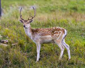 Naklejka na ściany i meble Deer Fallow Stock Photo and Image. Close-up profile view in the field with grass background in his environment and surrounding habitat displaying its antlers. Fallow Deer Image.
