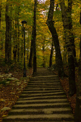 Obraz premium path in the woods