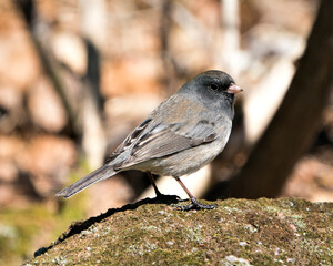 Junco Dark-eyed Photo. Standing on  moss rock with a blur background and enjoying its environment and habitat in the forest. Image. Picture. Portrait.