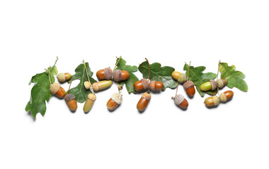 Green oak tree leaves and acorns on white background