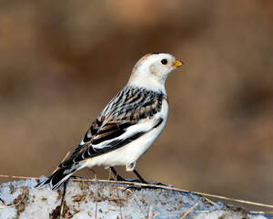 Snow bunting Photo Stock. Close-up profile view, standing on snow with a blur background in its environment and habitat. Image. Picture. Portrait.